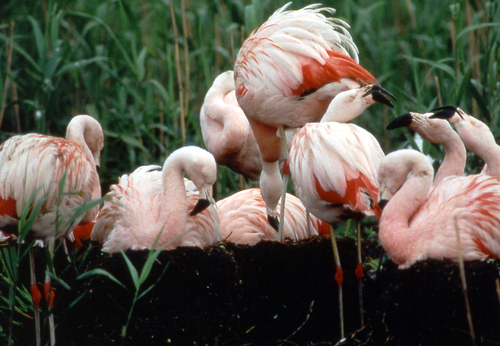Flamingos am Nest © Biologische Station Zwillbrock