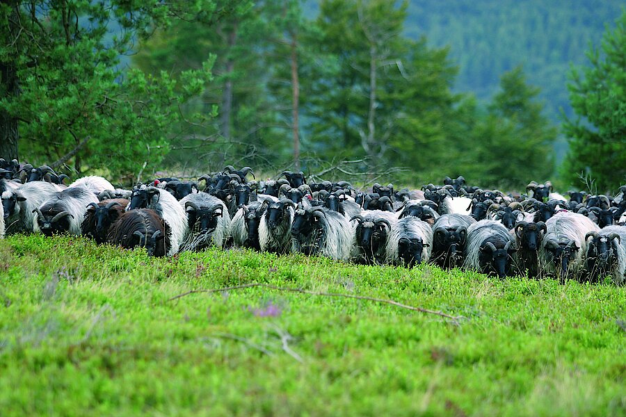 Schafe als Landschaftspfleger © Naturpark Diemelsee