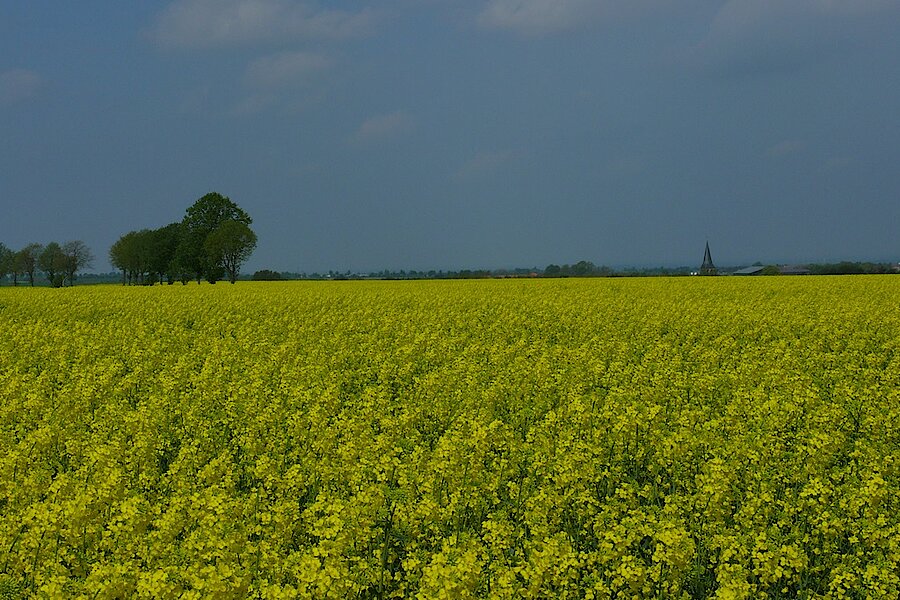 Im Mai bestimmen für kurze Zeit die gelb leuchtenden Rapsfelder das Landschaftsbild © Ralf Joest