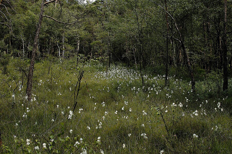 Wollgrasblüte im östlichen Moor © Biologische Station Lippe