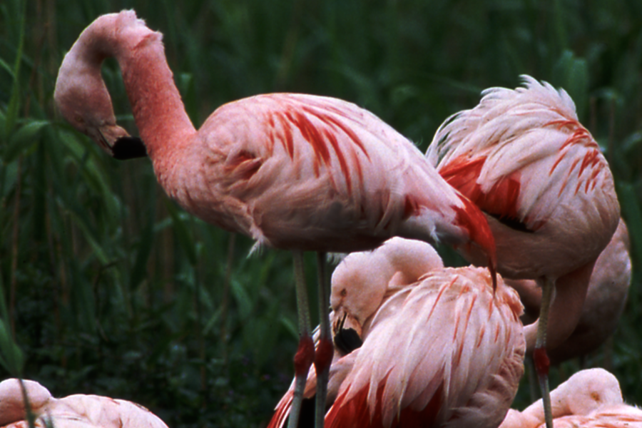 Flamingos © Biologische Station Zwillbrock