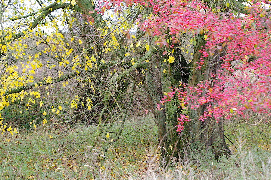 Farbenfrohe Pfaffenhütchen im Herbst © NABU Naturschutzstation Münsterland e.V.