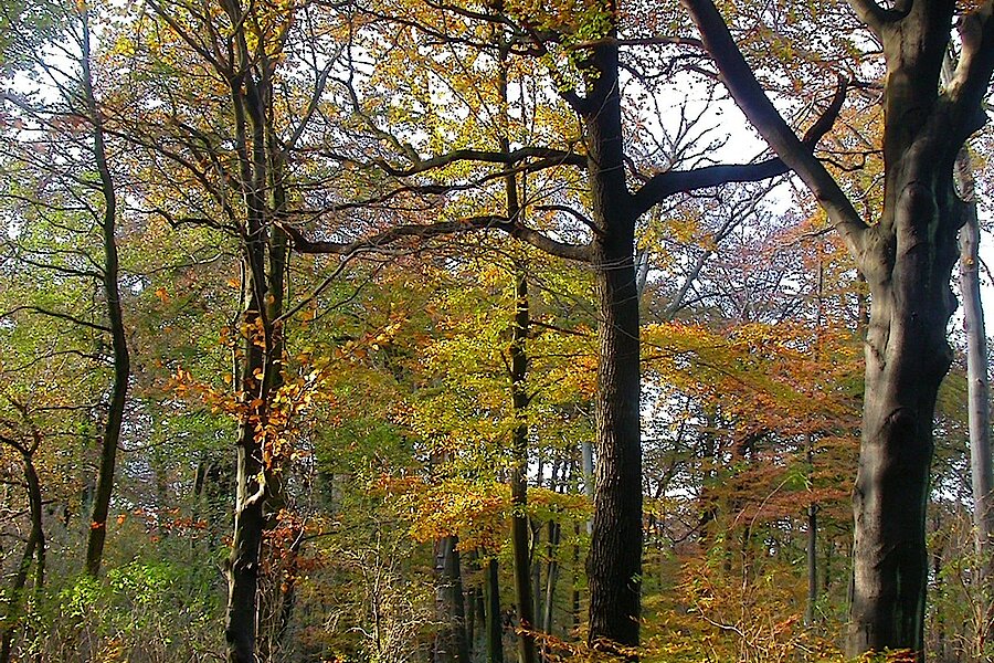 Rotbuchenwald im Herbst © Biologische Station Westliches Ruhrgebiet