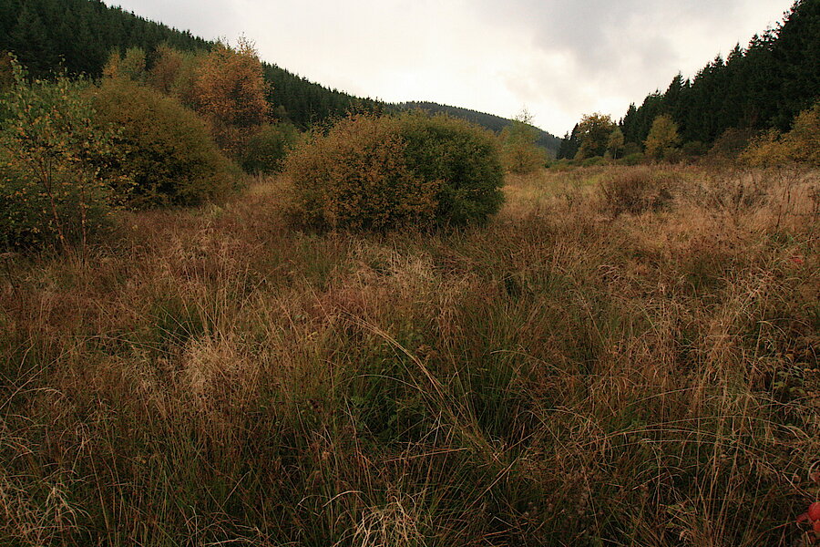 Artenreiches Grünland © Regionalforstamt Siegen-Wittgenstein