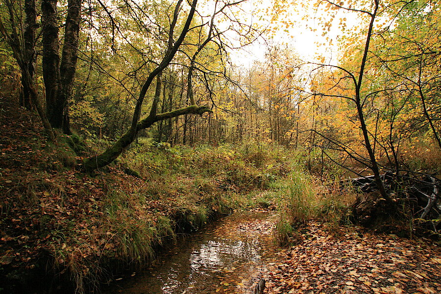 Herbst im Bachtal © Regionalforstamt Siegen-Wittgenstein