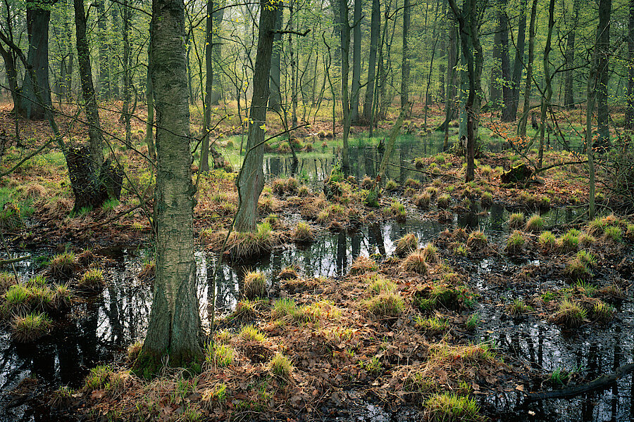 Waldtümpel in der Davert © Markus Franz