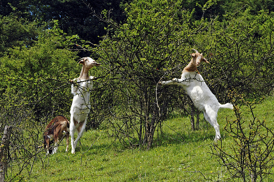 Ziegen im FFH-Gebiet Kalkmagerrasen bei Dalhausen © Frank Grawe