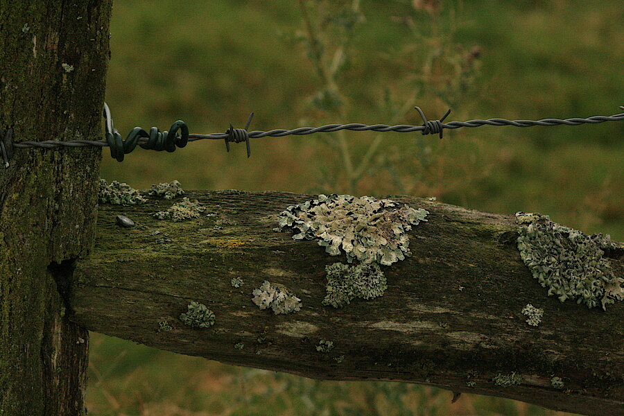 Flechten am Zaun © Regionalforstamt Siegen-Wittgenstein