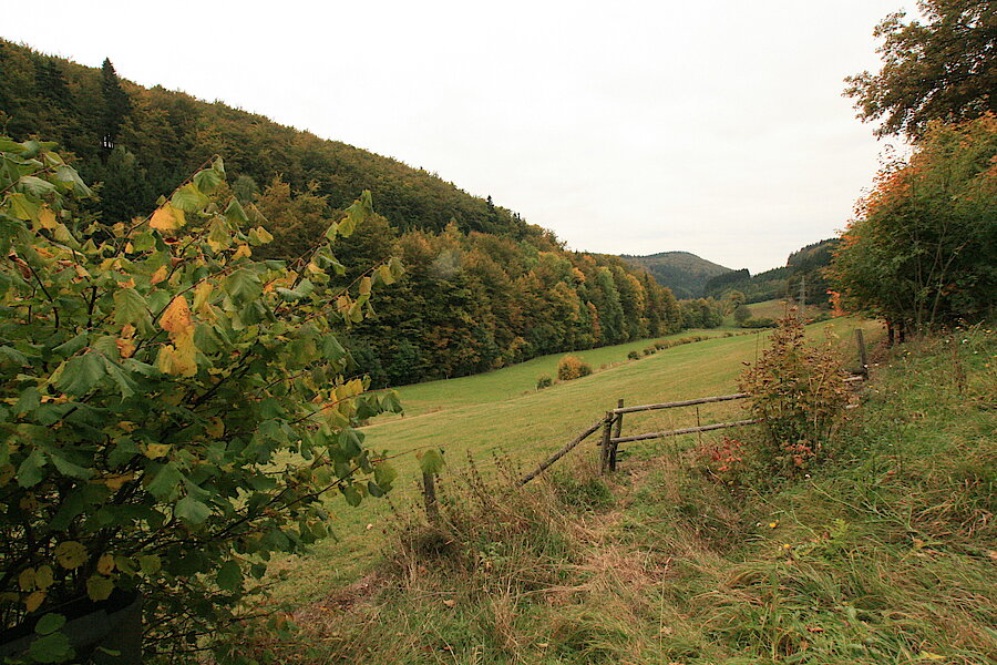 Panoramablick © Regionalforstamt Siegen-Wittgenstein