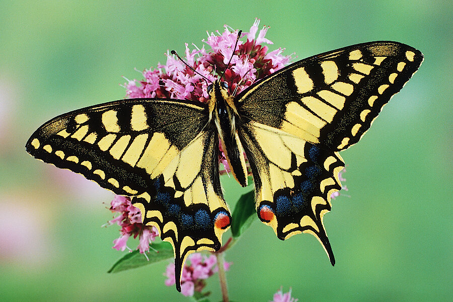 Schwalbenschwanz (Schmetterling) auf einer Dostblüte © Frank Grawe