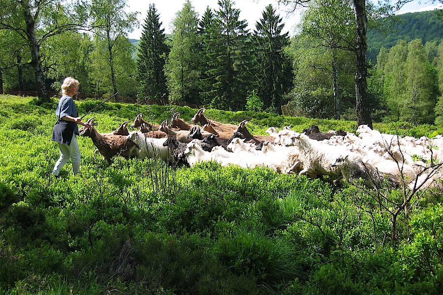 Schäferin mit ihrer Herde © U. Röder