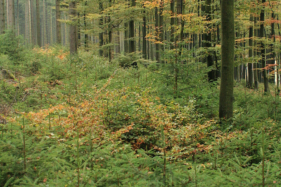 Artenreicher Wald © Regionalforstamt Siegen-Wittgenstein