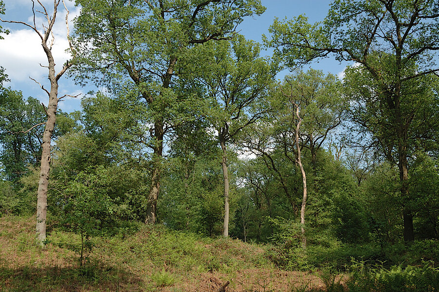 Diersfordter Wald © Biologische Station im Kreis Wesel e.V.