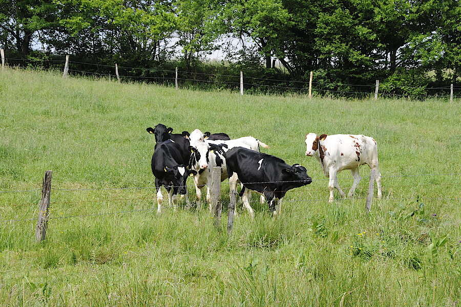 Landbewirtschaftung in der Aue: Kühe © Biologische Station Oberberg