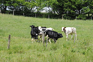 Landbewirtschaftung in der Aue: Kühe
