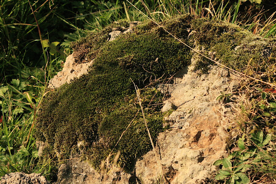 Primärvegetation auf Felsen © Regionalforstamt Siegen-Wittgenstein