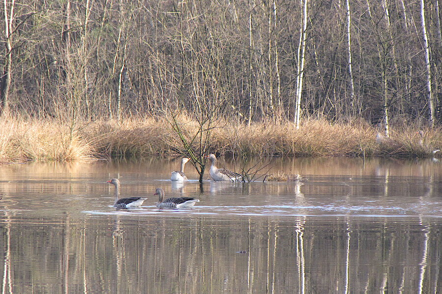 Wasservögel brüten hier © NABU NRW