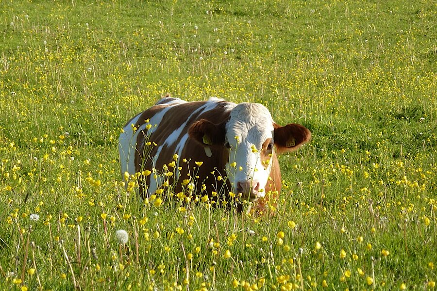 Kuh in blühendem Grünland © Nicole Feige