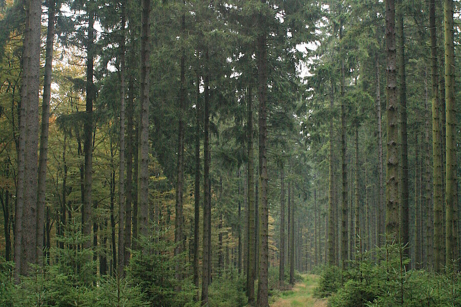 Wirtschaftsweg im Hallenberger Wald © Regionalforstamt Siegen-Wittgenstein