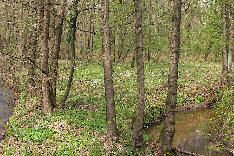 Rotbach-Mäander im Frühjahr © Biologische Station Westliches Ruhrgebiet
