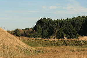 Fichtenwald grenzt an Offenland