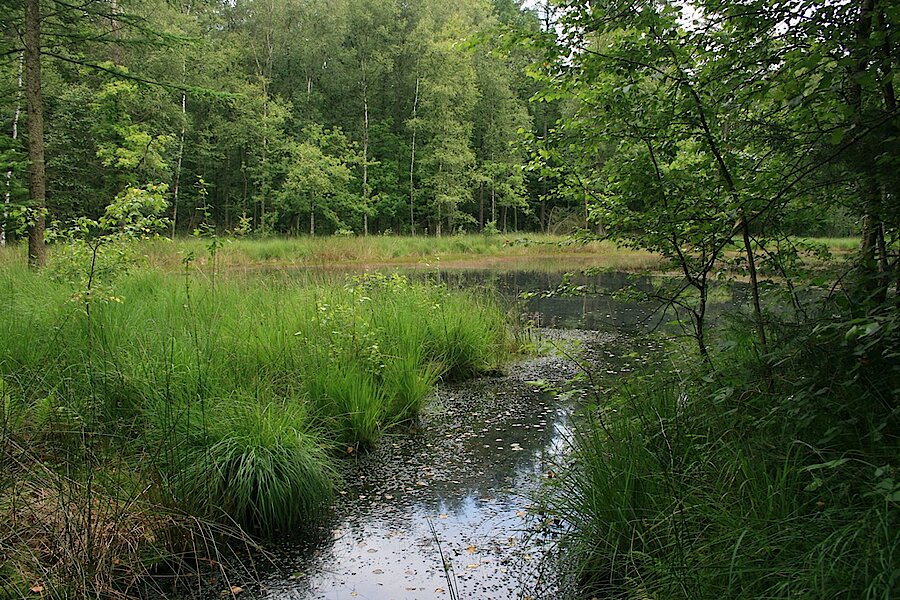 Dystrophes Gewässer im Hiesfelder Wald © Biologische Station Westliches Ruhrgebiet