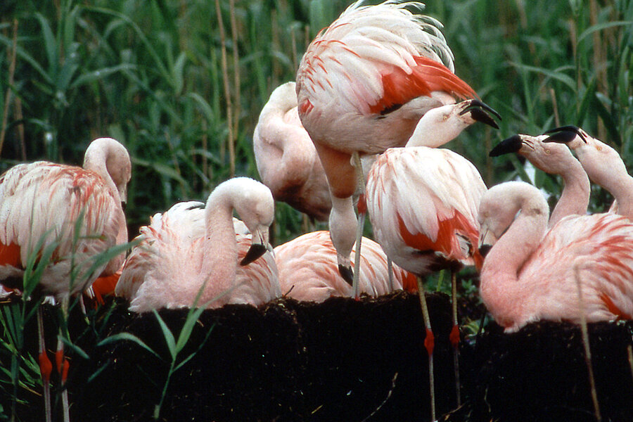 Flamingos am Nest © Biologische Station Zwillbrock