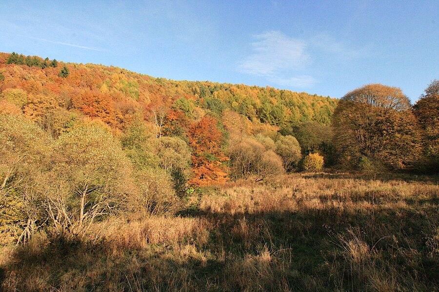 Prächtige Herbstfarben © Regionalforstamt Siegen-Wittgenstein