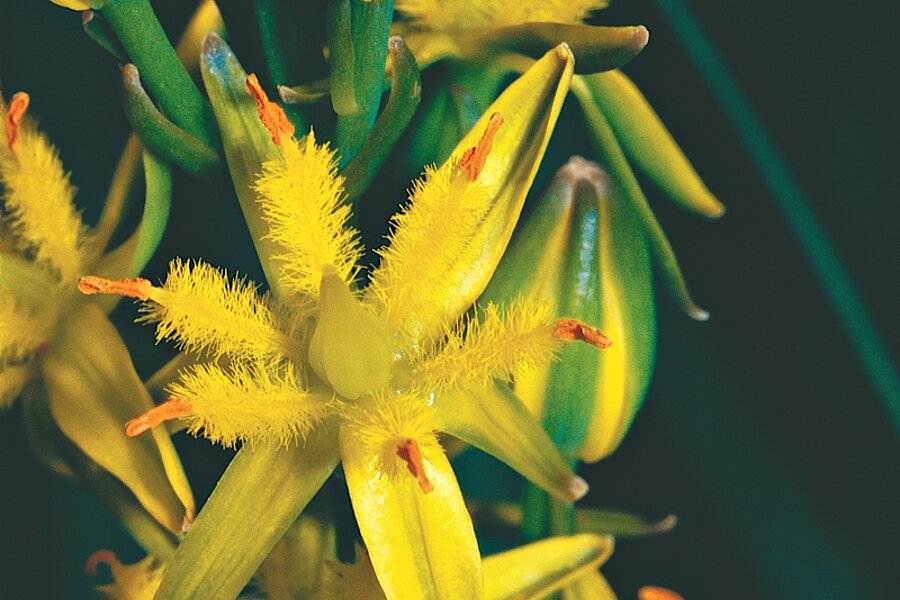 Moorlilie © Frank Herhaus