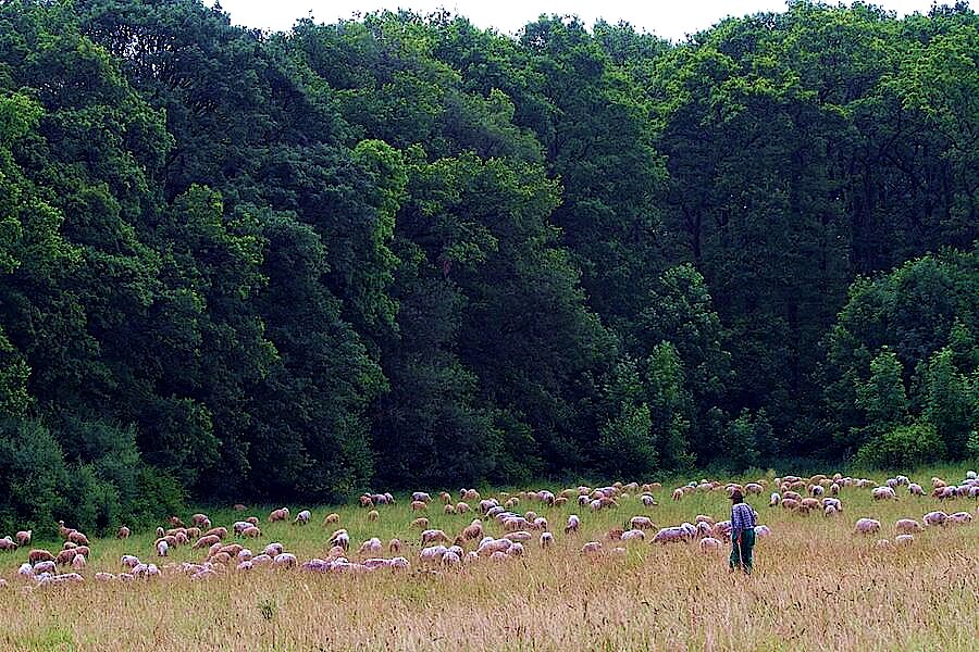 Der Süden des Schutzgebietes wird von Schafen beweidet © M. Bunzel-Drücke