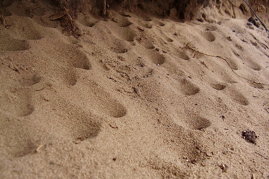 Trichter Ameisenlöwen © Biologische Station im RSK