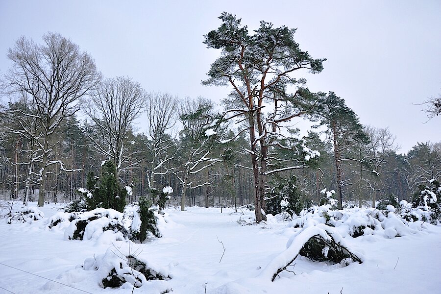 Winter in der Heide © NABU-Naturschutzstation