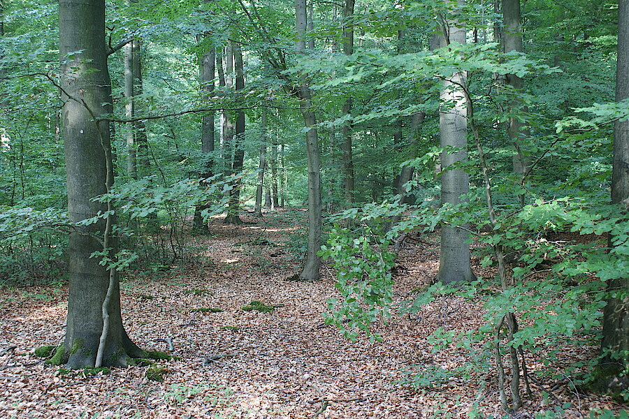 Naturnahe Eichen- und Buchenwälder © NABU Naturschutzstation Münsterland e.V.