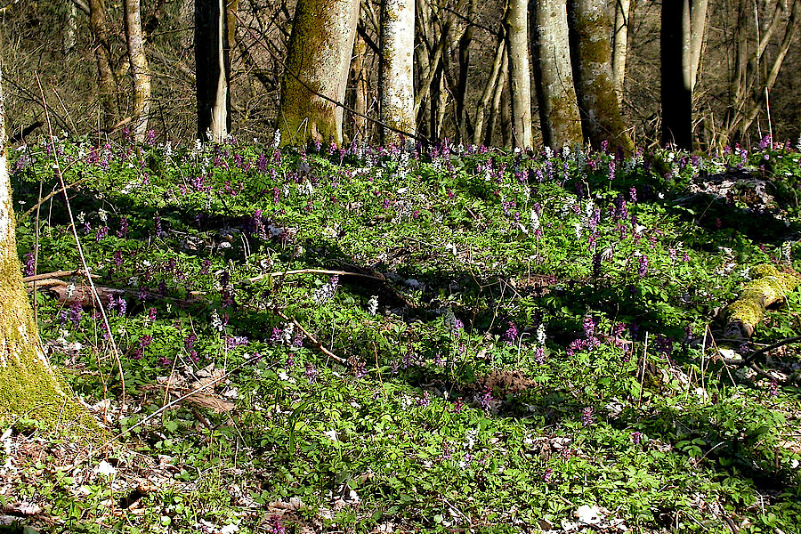 Wald mit Frühlingsgeophyten © Ursula Siebel