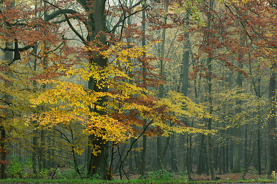 Buchen im Herbst © Markus Franz