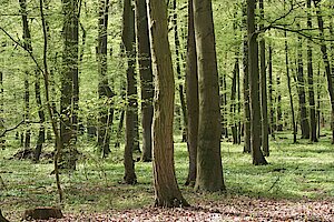 Eichen-Hainbuchenwald des NSG Tiergarten
