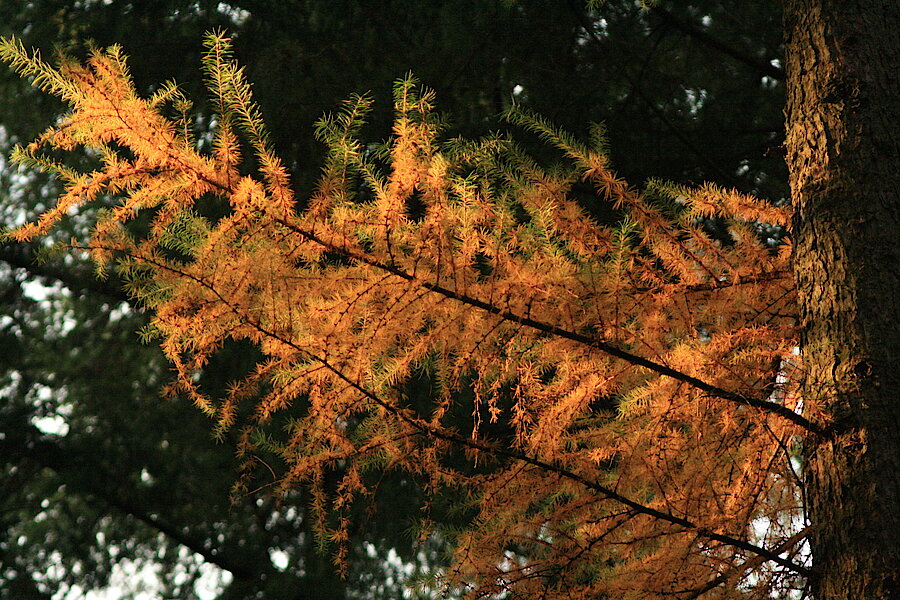 Herbstleuchten © Regionalforstamt Siegen-Wittgenstein