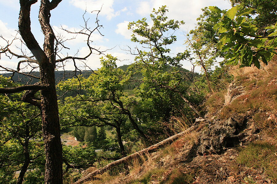 Krüppelwuchs bei Bäumen auf felsigem Untergrund © Regionalforstamt Siegen-Wittgenstein