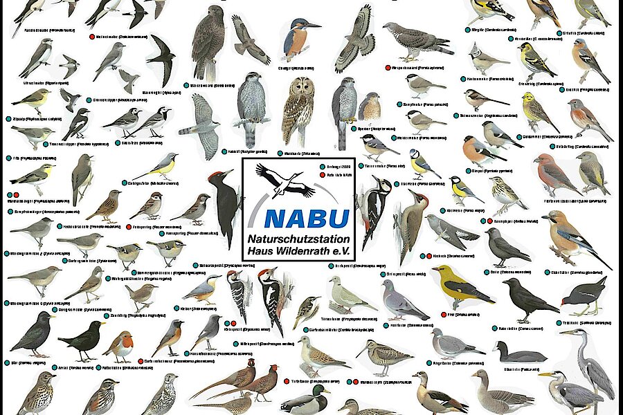 Vögel des Schaagbachtals - Poster © Naturschutzstation Haus Wildenrath