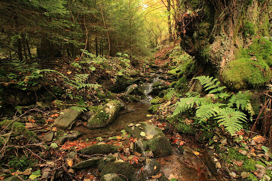 Verwunschener Wald © Regionalforstamt Siegen-Wittgenstein