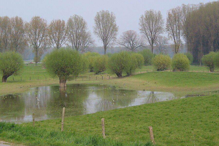 Hochwasser © Haus der Natur, Biologische Station im Rhein-Kreis Neuss e.V.