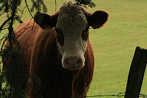 Kühe als Landschaftspfleger