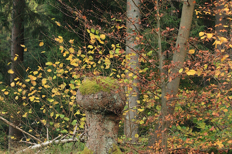 Naturnaher Wald © Regionalforstamt Siegen-Wittgenstein