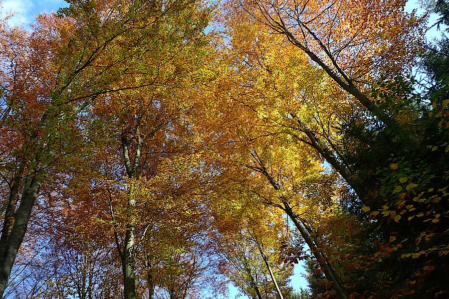 Waldspaziergang im Herbstlicht © Detlev Rygusiak