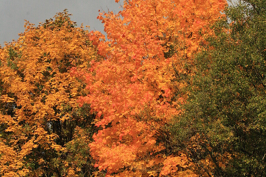 Herbst am Grubengelände © Regionalforstamt Siegen-Wittgenstein