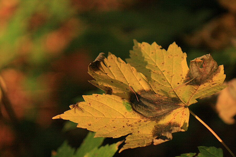 Es wird Herbst im Laubwald © Regionalforstamt Siegen-Wittgenstein