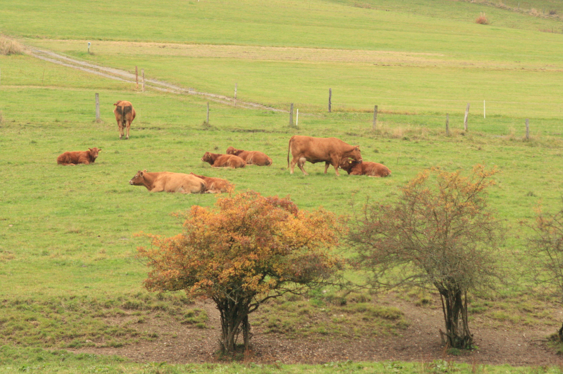 Kühe als Landschaftspfleger © Regionalforstamt Siegen-Wittgenstein